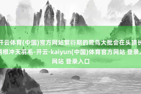 开云体育(中国)官方网站繁衍期的鹭鸟大批会在头顶长出两根冲天羽毛-开云·kaiyun(中国)体育官方网站 登录入口