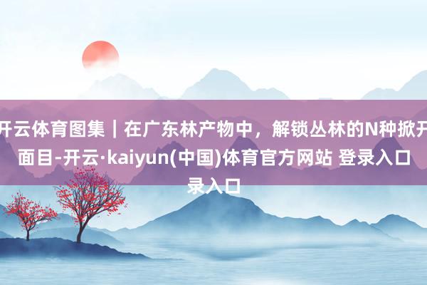 开云体育图集｜在广东林产物中，解锁丛林的N种掀开面目-开云·kaiyun(中国)体育官方网站 登录入口